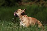 BOULEDOGUE FRANCAIS 861
